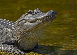 alligator