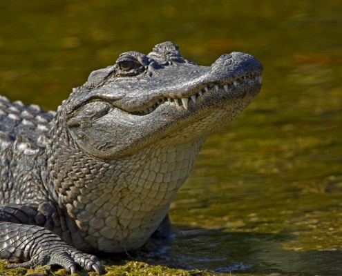 alligator