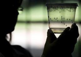 BRAZIL-SENEGAL-SCIENCE-HEALTH-ZIKA-VIRUS