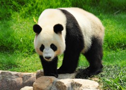 giant-panda-shutterstock_86500690